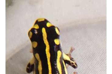 Poison dart frogs kaufen und verkaufen Photo: Ranitomeya  flavovittata 