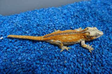 Geckos kaufen und verkaufen Foto: Rhacodactylus Auriculatus and Correlophus Cilliatus