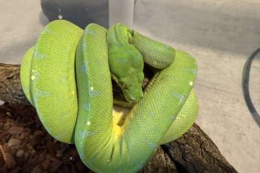 Pythons kaufen und verkaufen Photo: Simalia amethistina Oksibil, Morelia azurea pulcher Sorong Pythons kaufen und verkaufen Photo: Simalia amethistina Oksibil, Morelia azurea pulcher Sorong