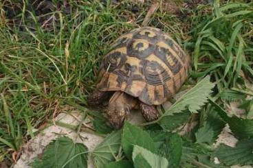 Landschildkröten kaufen und verkaufen Foto: 2.1 Testudo hermanni Adult abzugeben