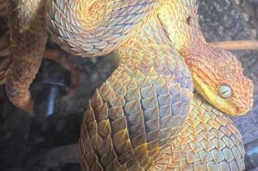 Venomous snakes kaufen und verkaufen Photo: Giftschlangen , Bitis , Atheris , Crotallus , ...