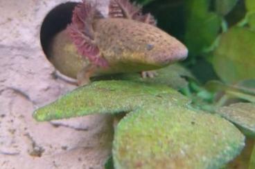 newts and salamanders kaufen und verkaufen Photo: Siren lacertina NZ9'22 (Grosser Armmolch)