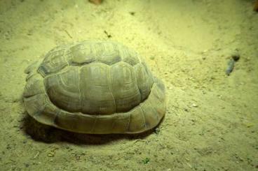 Landschildkröten kaufen und verkaufen Foto: Testudo kleinmanni 2023 -2024 + Male 2007