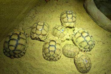 Schildkröten  kaufen und verkaufen Foto: Testudo kleinmanni for sale
