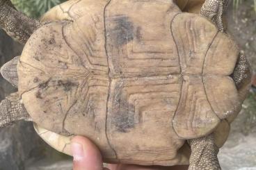 Schildkröten  kaufen und verkaufen Foto: Testudo Boettgeri Mutation