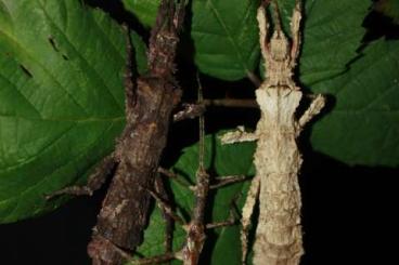 Insekten kaufen und verkaufen Foto: Looking for Phasmids