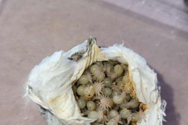 Vogelspinnen kaufen und verkaufen Foto: Chilobrachys natanicharum Vogelspinnen kaufen und verkaufen Foto: Chilobrachys natanicharum