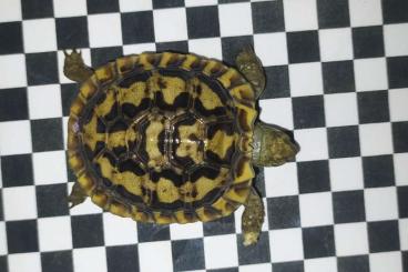 Landschildkröten kaufen und verkaufen Foto: Malacochersus tornieri cb'21