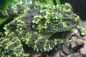 frogs kaufen und verkaufen Photo: Theloderma corticale Frösche 
