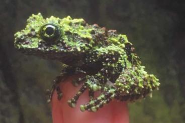 Frösche kaufen und verkaufen Photo: Theloderma corticale Moosfrosch Frösche kaufen und verkaufen Photo: Theloderma corticale Moosfrosch
