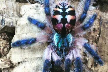 Vogelspinnen kaufen und verkaufen Foto: Typhochlaena Seladonia Spinne
