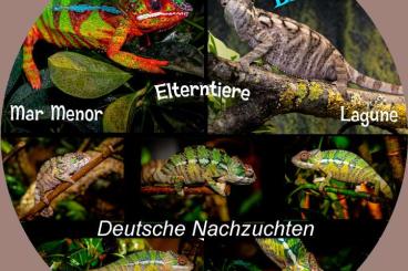 Chamäleons kaufen und verkaufen Foto: Pantherchamäleon Furcifer Pardalis Ambilobe Yellow Body BLUE BAR Chamäleons kaufen und verkaufen Foto: Pantherchamäleon Furcifer Pardalis Ambilobe Yellow Body BLUE BAR
