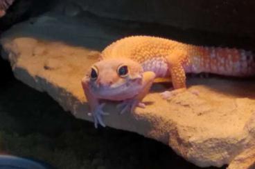 Echsen kaufen und verkaufen Foto: 1.0 Eublepharis macularius Leopard Gecko Männchen abzugeben Echsen kaufen und verkaufen Foto: 1.0 Eublepharis macularius Leopard Gecko Männchen abzugeben