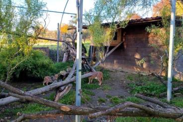 Exotische Säuger kaufen und verkaufen Foto: Verkaufe oder Tausche Caracal Carakal 