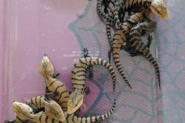 Skinks kaufen und verkaufen Photo: Blauzungenskinke tiliqua gigas evanescens und "merauke" Skinks kaufen und verkaufen Photo: Blauzungenskinke tiliqua gigas evanescens und "merauke"