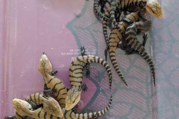 Skinks kaufen und verkaufen Photo: Blauzungenskinke tiliqua gigas evanescens und "merauke"