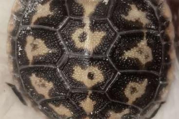 Turtles and Tortoises kaufen und verkaufen Photo: Malacochersus tornieri CB 2024