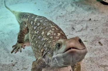 Monitor lizards kaufen und verkaufen Photo: Varanus exanthematicus steppenwaran 