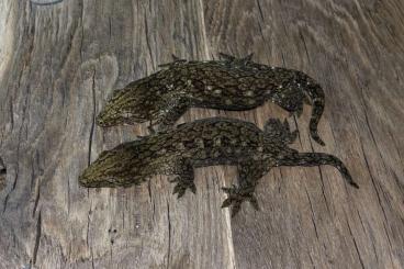 Geckos kaufen und verkaufen Foto: Rhacodactylus leachianus GT (Yate, Koghis, Mt Dore)