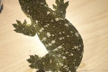 Geckos kaufen und verkaufen Foto: R. leachianus proven breeders