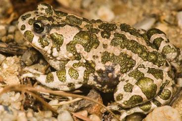 frogs kaufen und verkaufen Photo: 3.0 Bufotes viridis abzugeben frogs kaufen und verkaufen Photo: 3.0 Bufotes viridis abzugeben