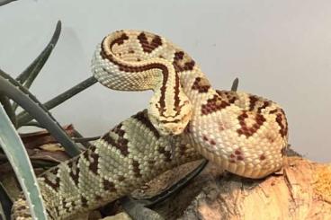 Giftschlangen kaufen und verkaufen Photo: 1,0 Crotalus simus tzabcan