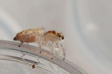 Spinnen und Skorpione kaufen und verkaufen Foto: Phidippus regius and more Spinnen und Skorpione kaufen und verkaufen Foto: Phidippus regius and more