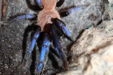 Spinnen und Skorpione kaufen und verkaufen Foto: Biete 0.1 Birupes simoroxigorum 