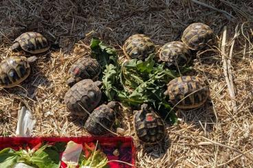 Landschildkröten kaufen und verkaufen Foto: Griechische Landschildkröten, Testudo hermanni boettgeri
