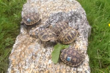 Schildkröten  kaufen und verkaufen Foto: kleine griechische Landschildkröten, Testudo hermanni boettgeri