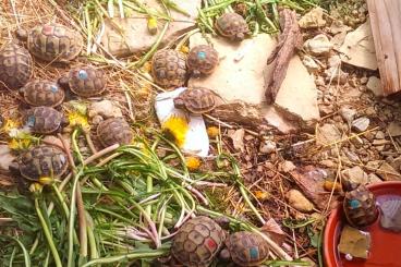 Schildkröten  kaufen und verkaufen Foto: Griechische Landschildkröten, Testudo hermanni boettgeri