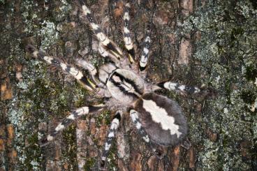 Spiders and Scorpions kaufen und verkaufen Photo: Biete für Versand oder Abholung 