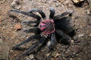 Vogelspinnen kaufen und verkaufen Foto: Biete Theraphosa und Xenesthis 