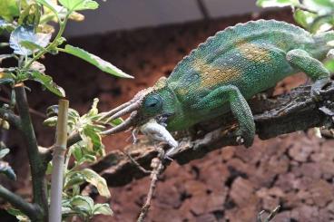 Chamäleons kaufen und verkaufen Foto: Im looking for Trioceros Johnstoni Ruwenzori 1.0