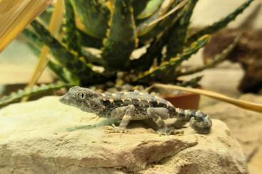 Geckos kaufen und verkaufen Foto: Pristurus carteri 1.0 Masirah Geckos kaufen und verkaufen Foto: Pristurus carteri 1.0 Masirah