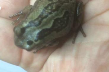 frogs kaufen und verkaufen Photo: Beutelfrösche, Gastrotheca riobambae