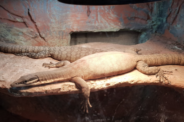 Echsen  kaufen und verkaufen Foto: Sell Varanus Glauerti 1.1