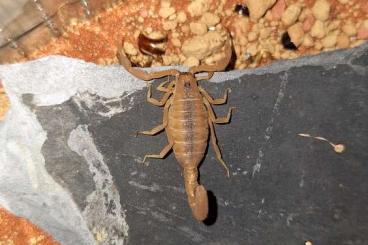 Spiders and Scorpions kaufen und verkaufen Photo: 0.1 Hottentotta rugiscutis