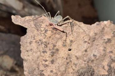 Spiders and Scorpions kaufen und verkaufen Photo: Biete euphrynchius bacillifer