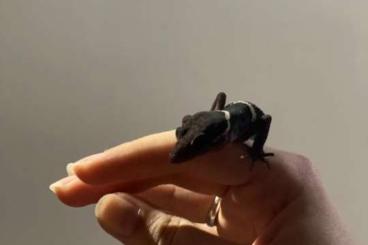 Geckos kaufen und verkaufen Foto: 1.2 goniorasaurus Hainensis