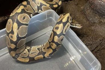 Snakes kaufen und verkaufen Photo: 1.2 Python regius Classic/Mojave 