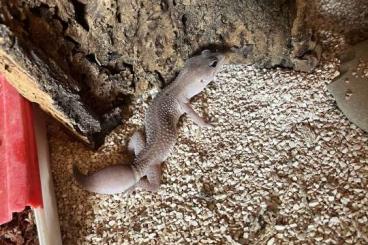 Geckos kaufen und verkaufen Foto: Leopardgecko Waibchen mit Glasterrarium 