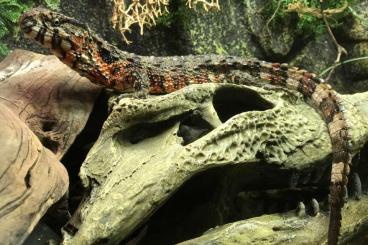 Echsen  kaufen und verkaufen Foto: Krokodilschwanzechse Shinisaurus crocodilurus