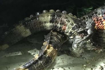 Echsen  kaufen und verkaufen Foto: Shinisaurus crocodilurus Krokodilschwanzechse NZ vom 25.04.2022 