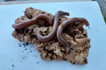 Myriapoda kaufen und verkaufen Photo: Madagaskar Riesentausendfüßer