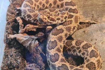 Venomous snakes kaufen und verkaufen Photo: 1.0 Sistrurus tergeminus abzugeben Venomous snakes kaufen und verkaufen Photo: 1.0 Sistrurus tergeminus abzugeben