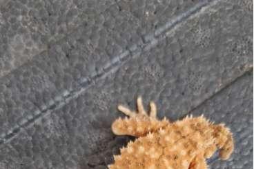 Geckos kaufen und verkaufen Foto: Nephrurus levis and amyae cb 2024 Geckos kaufen und verkaufen Foto: Nephrurus levis and amyae cb 2024