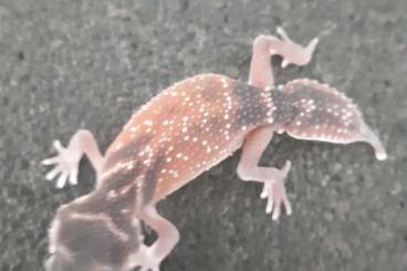 Geckos kaufen und verkaufen Foto: Nephrurus levis levis nz 2022