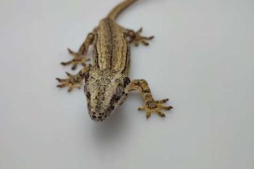 Geckos kaufen und verkaufen Photo: 1.2 Rhacodactylus auriculatus ENZ 2023 White line