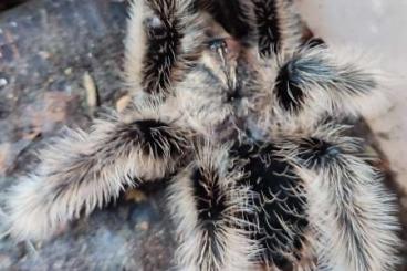 - bird spiders kaufen und verkaufen Photo: FÜR WEINSTADT Tliltocatl / Lasiodora / Psytalla / Heteropteryx